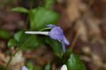 Longspur violet